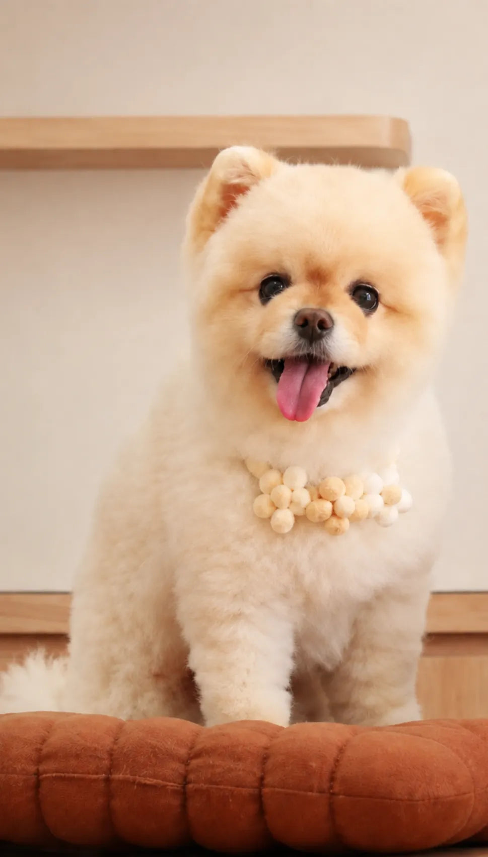 Customer pet reference photo